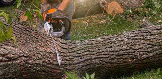 Leaf Removal in Union City, CA